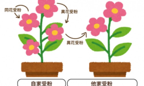 妊娠期间胆固醇高的原因是什么-妊娠期间胆固醇高的原因网 - 怀孕期胆固醇高的原因,妊娠期间胆固醇高的原因是