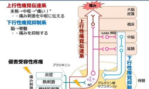 孕妇胆固醇高的原因和危害有哪些-妊娠期间胆固醇高的原因网 - 怀孕期胆固醇高的原因,妊娠期间胆固醇高的原因是